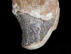 Archaeocete (Primitive Whale) Tooth - Basilosaur #11426-4